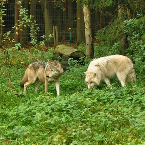 Wild Wolf Feeding Experience for Two